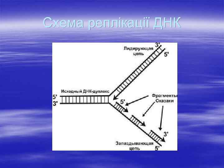 Схема реплікації ДНК 