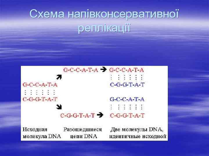 Схема напівконсервативної реплікації 