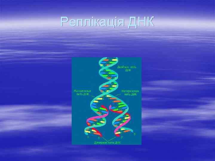 Реплікація ДНК 