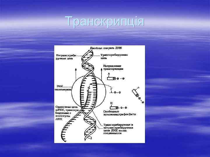 Транскрипція 
