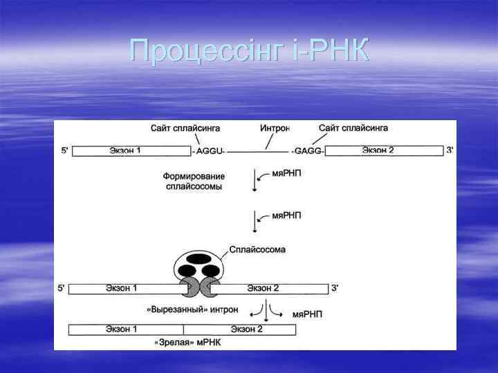 Процессінг і-РНК 