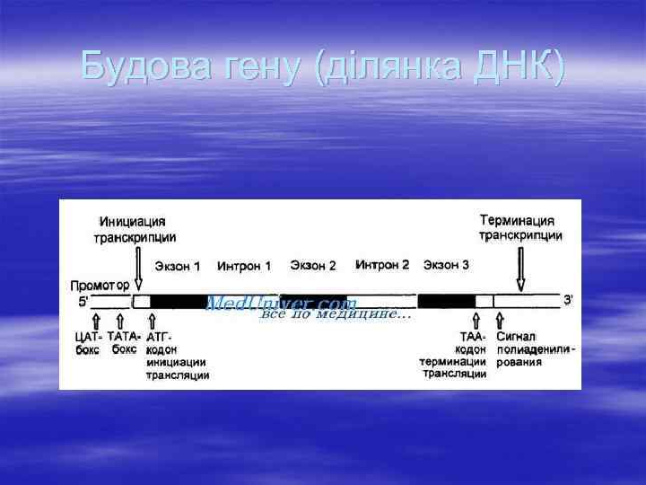 Будова гену (ділянка ДНК) 