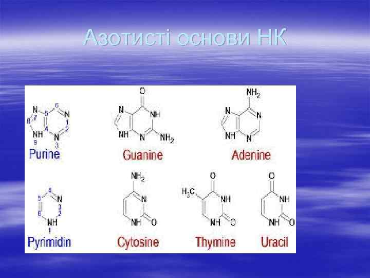 Азотисті основи НК 