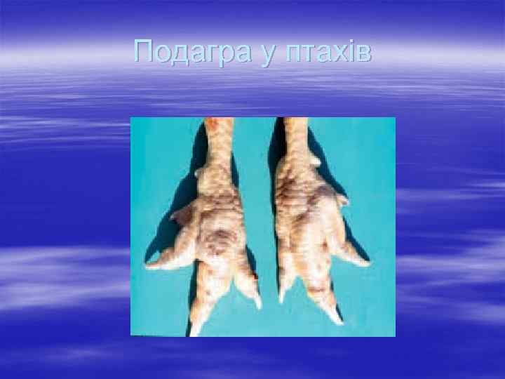 Подагра у птахів 