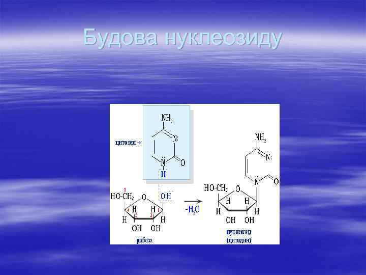 Будова нуклеозиду 