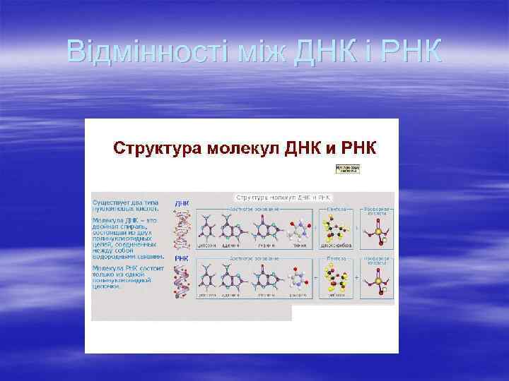 Відмінності між ДНК і РНК 