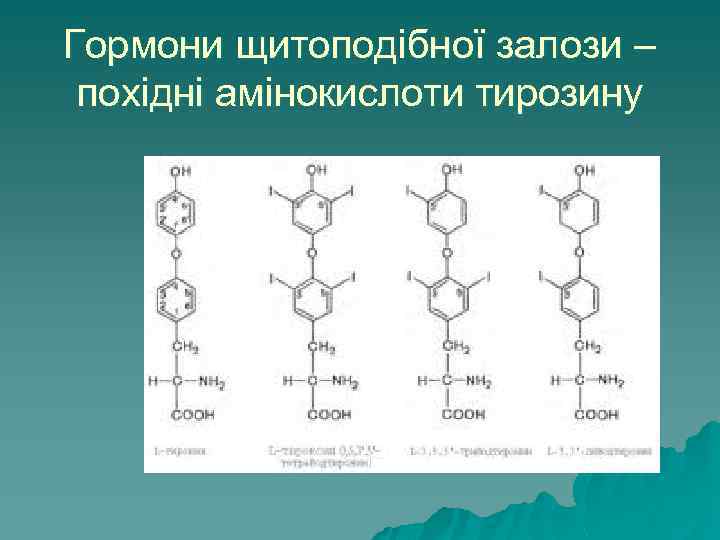 Гормони щитоподібної залози – похідні амінокислоти тирозину 