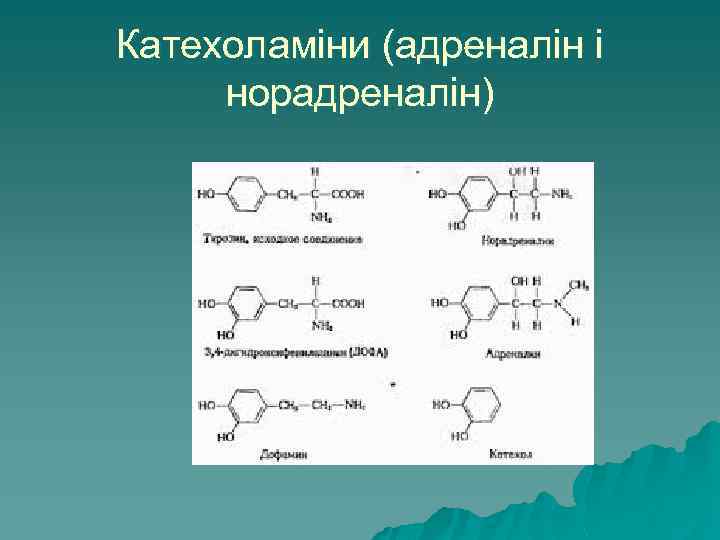 Катехоламіни (адреналін і норадреналін) 