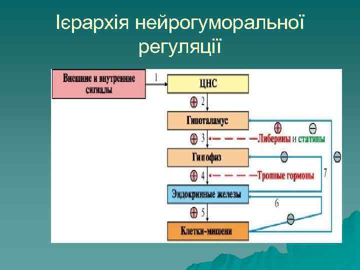 Ієрархія нейрогуморальної регуляції 