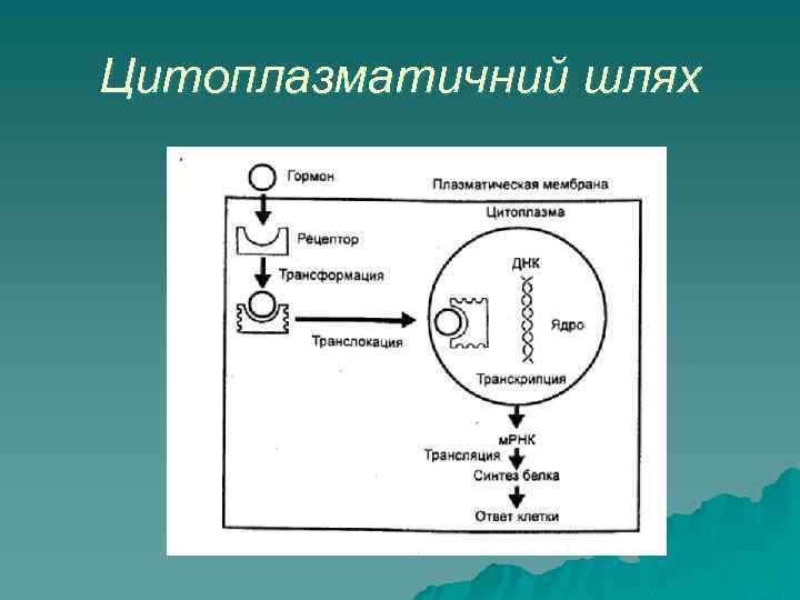 Цитоплазматичний шлях 