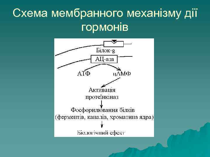 Схема мембранного механізму дії гормонів 