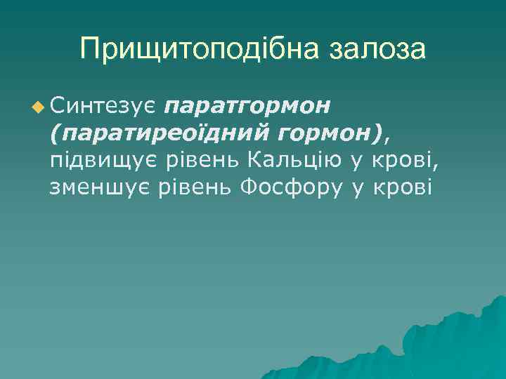 Прищитоподібна залоза u Синтезує паратгормон (паратиреоїдний гормон), підвищує рівень Кальцію у крові, зменшує рівень