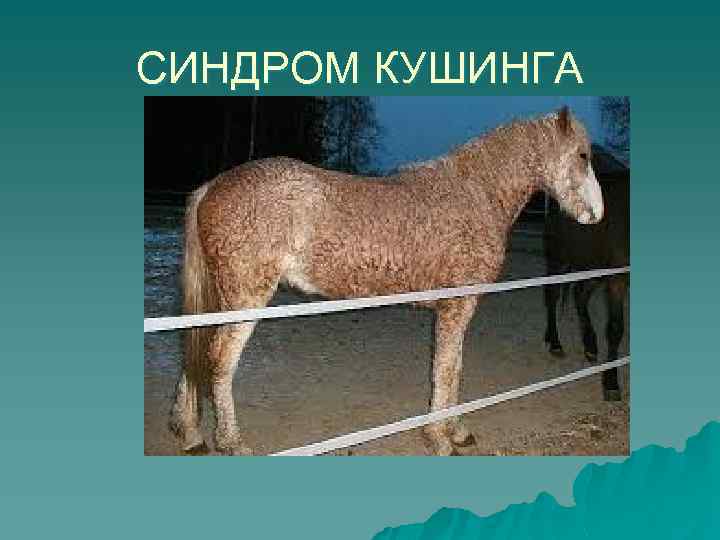 СИНДРОМ КУШИНГА 