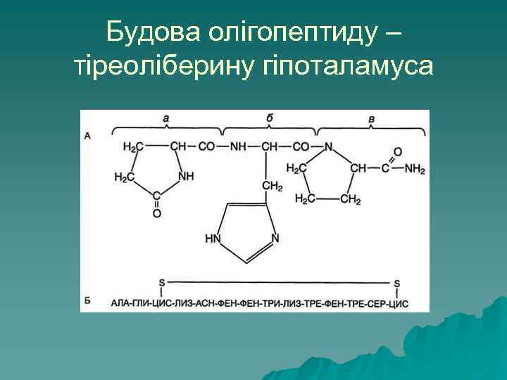 Будова олігопептиду – тіреоліберину гіпоталамуса 
