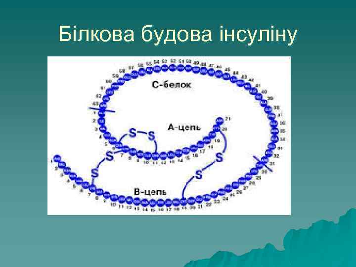 Білкова будова інсуліну 