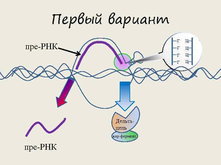 Первый вариант Г Г кор-фермент пре-РНК Ц Г Дельтацепь Ц Г пре-РНК Ц Ц