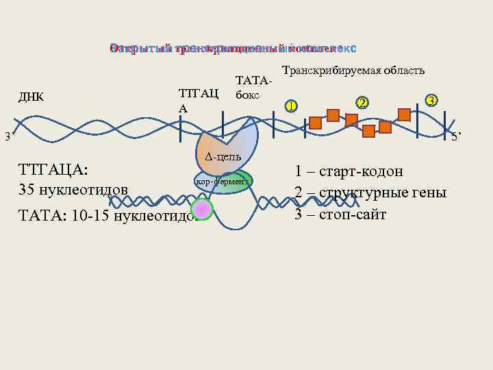 Открытый транскрипционный комплекс Закрытый транскрипционный комплекс ДНК ТТГАЦ А ТАТАбокс Транскрибируемая область 1 2