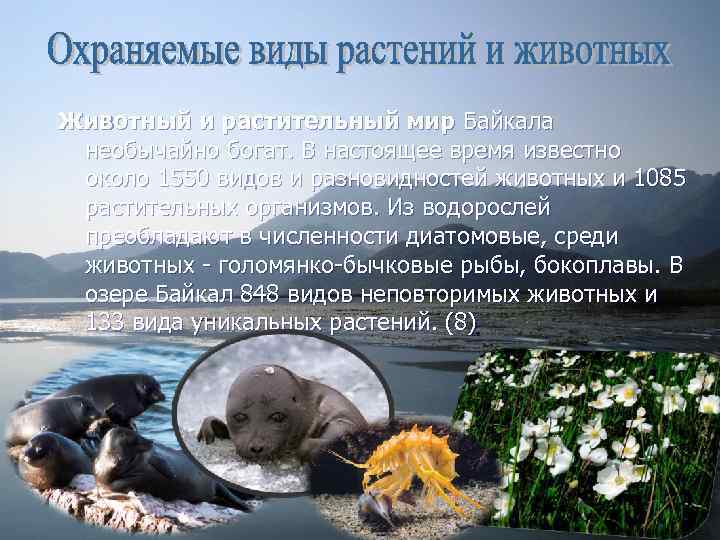 Животный и растительный мир Байкала необычайно богат. В настоящее время известно около 1550 видов