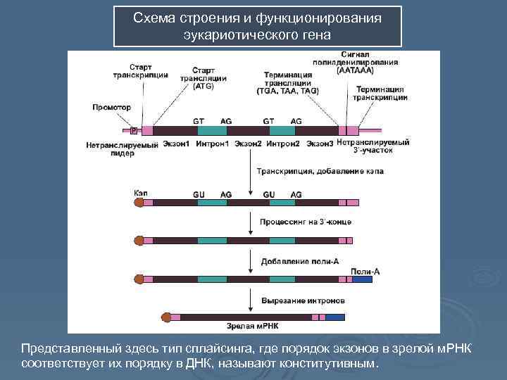 Схема строения и функционирования эукариотического гена Представленный здесь тип сплайсинга, где порядок экзонов в