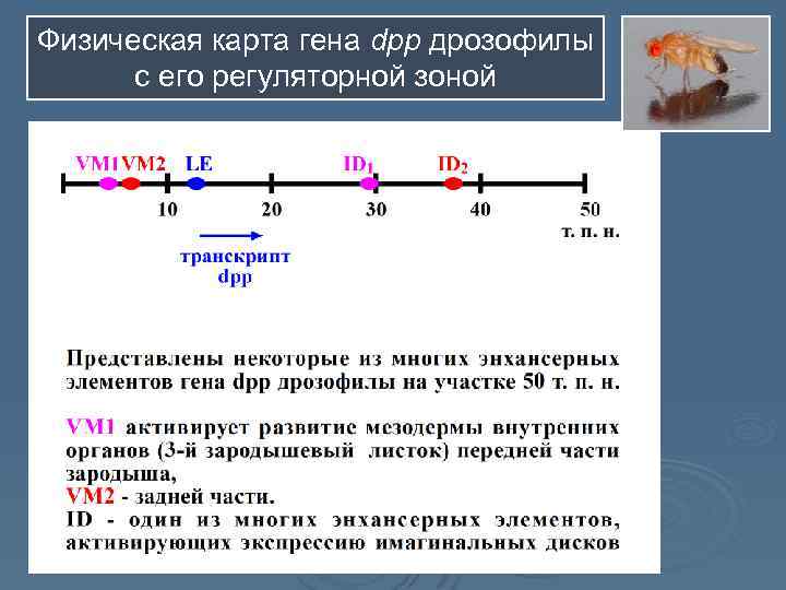 Физическая карта гена dpp дрозофилы с его регуляторной зоной 