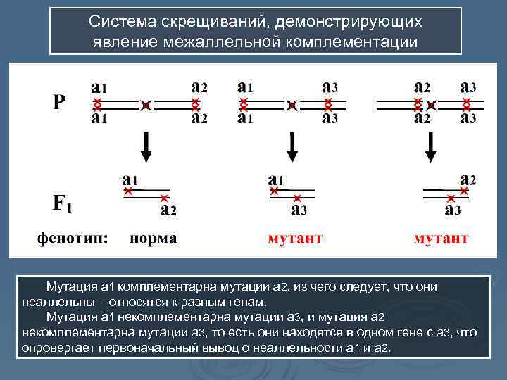 Неаллельные гены в одной хромосоме