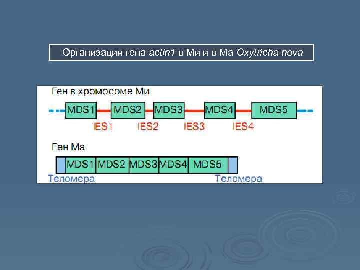Организация гена actin 1 в Ми и в Ма Oxytricha nova 