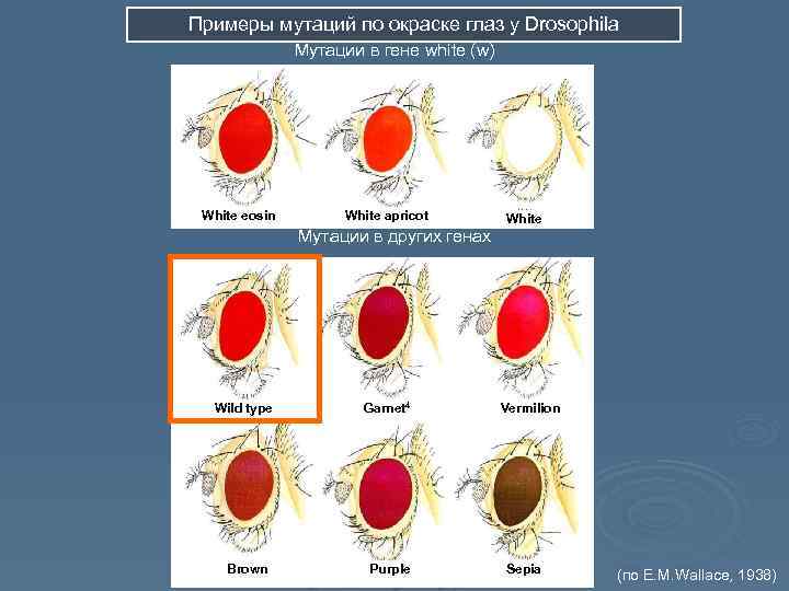 У дрозофилы доминантный ген красной окраски глаз