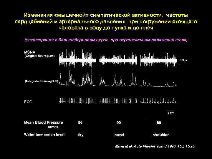 Изменения «мышечной» симпатической активности, частоты сердцебиений и артериального давления при погружении стоящего человека в
