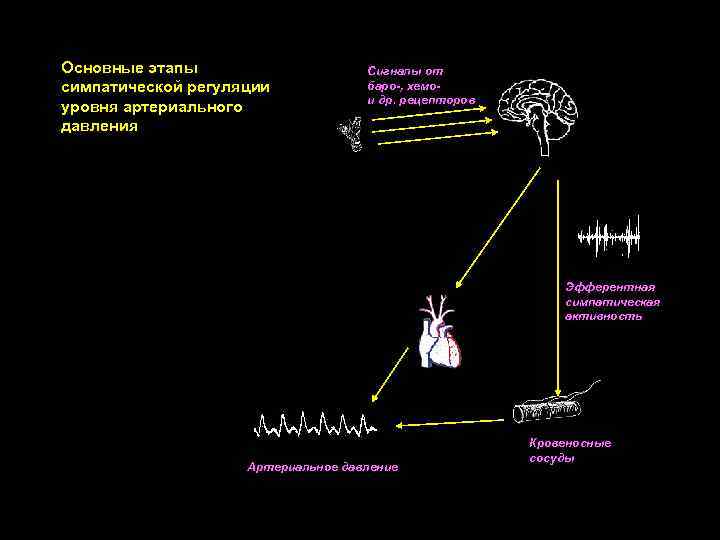 Основные этапы симпатической регуляции уровня артериального давления Сигналы от баро-, хемои др. рецепторов Эфферентная
