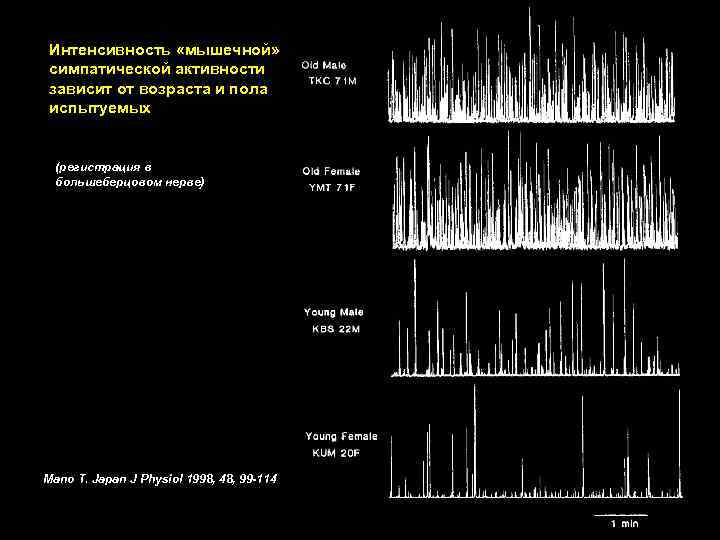 Интенсивность «мышечной» симпатической активности зависит от возраста и пола испытуемых (регистрация в большеберцовом нерве)