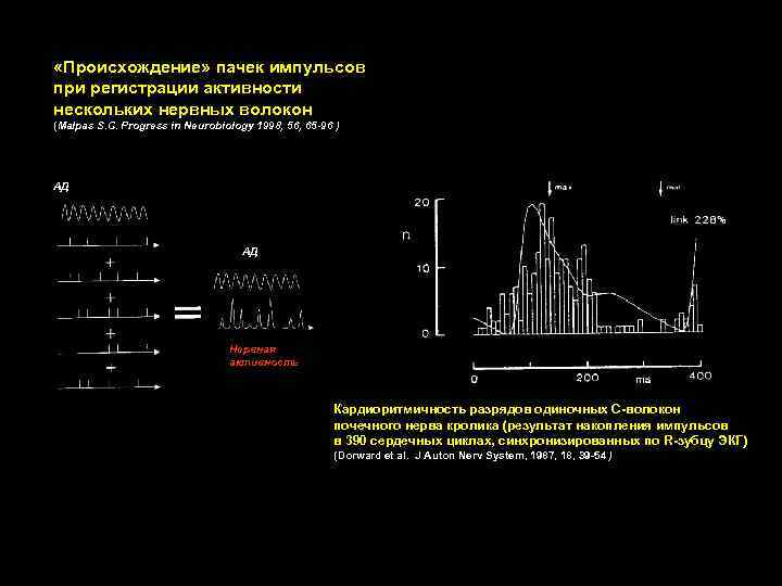  «Происхождение» пачек импульсов при регистрации активности нескольких нервных волокон (Malpas S. C. Progress