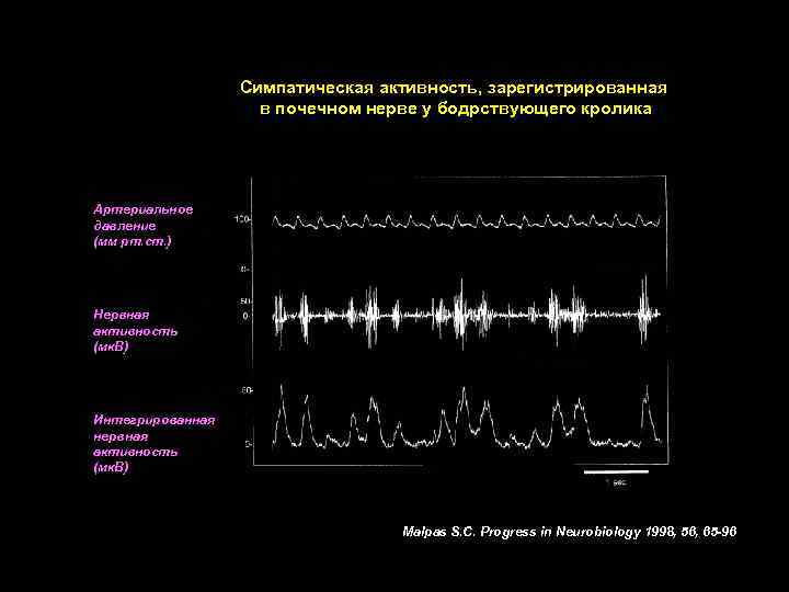 Симпатическая активность, зарегистрированная в почечном нерве у бодрствующего кролика Артериальное давление (мм рт. ст.