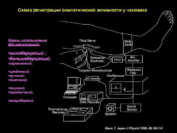 Схема регистрации симпатической активности у человека Нервы, используемые для регистрации: • малоберцовый ; •