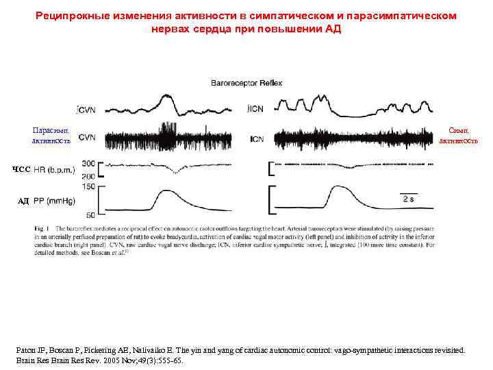 Реципрокные изменения активности в симпатическом и парасимпатическом нервах сердца при повышении АД Парасимп. активность