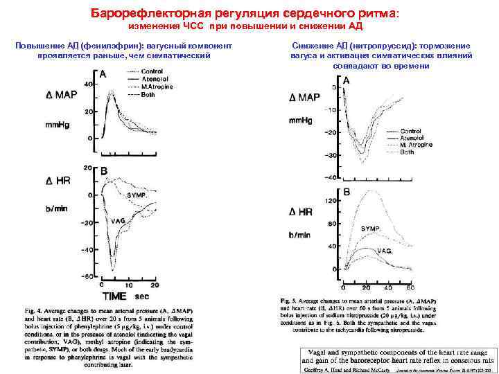Барорефлекторная регуляция сердечного ритма: изменения ЧСС при повышении и снижении АД Повышение АД (фенилэфрин):