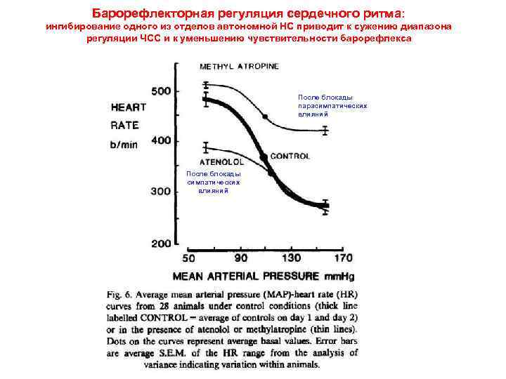 Барорефлекторная регуляция сердечного ритма: ингибирование одного из отделов автономной НС приводит к сужению диапазона
