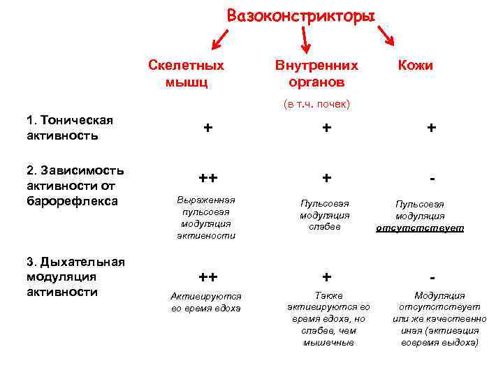 Вазоконстрикторы Скелетных мышц Внутренних органов Кожи (в т. ч. почек) 1. Тоническая активность 2.