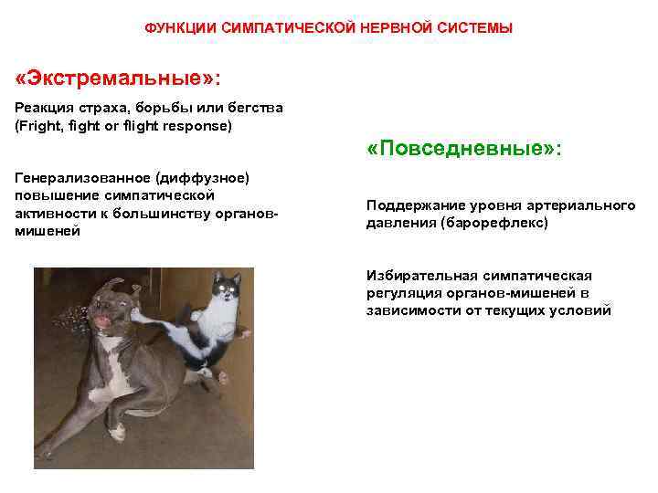 ФУНКЦИИ СИМПАТИЧЕСКОЙ НЕРВНОЙ СИСТЕМЫ «Экстремальные» : Реакция страха, борьбы или бегства (Fright, fight or