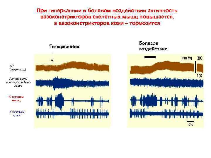 При гиперкапнии и болевом воздействии активность вазоконстрикторов скелетных мышц повышается, а вазоконстрикторов кожи –