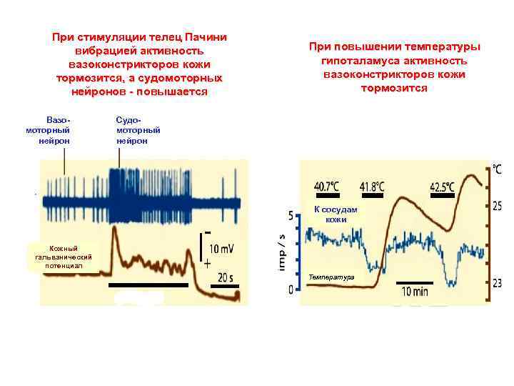 При стимуляции телец Пачини вибрацией активность вазоконстрикторов кожи тормозится, а судомоторных нейронов - повышается