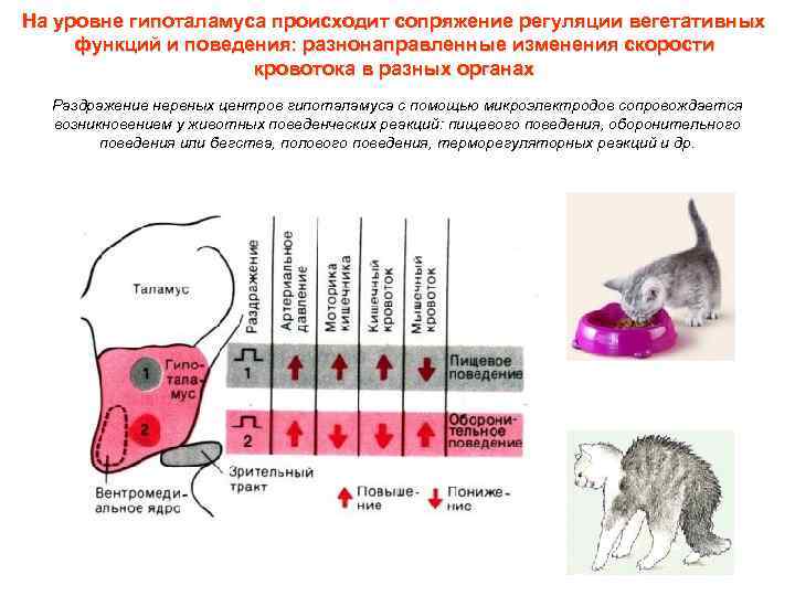 На уровне гипоталамуса происходит сопряжение регуляции вегетативных функций и поведения: разнонаправленные изменения скорости кровотока