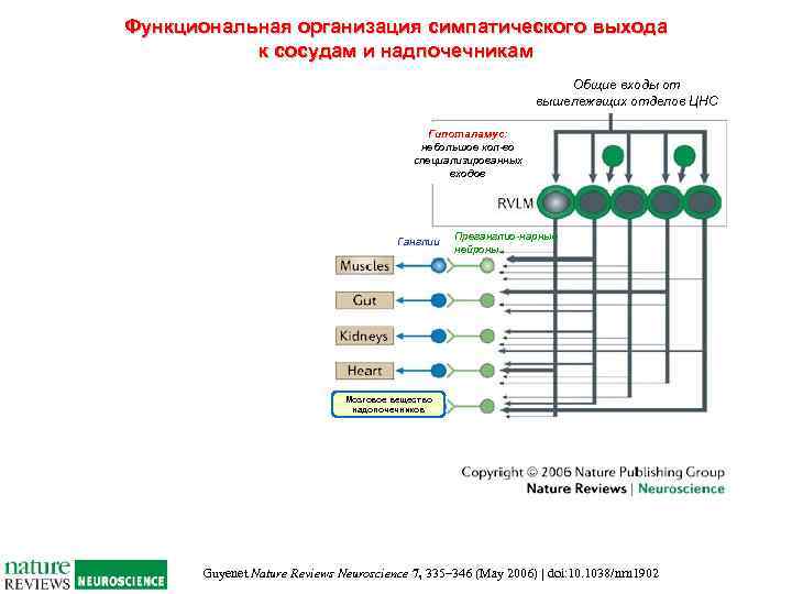 Функциональная организация симпатического выхода к сосудам и надпочечникам Общие входы от вышележащих отделов ЦНС