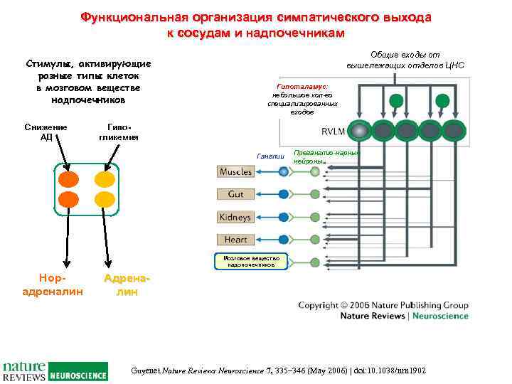 Функциональная организация симпатического выхода к сосудам и надпочечникам Стимулы, активирующие разные типы клеток в