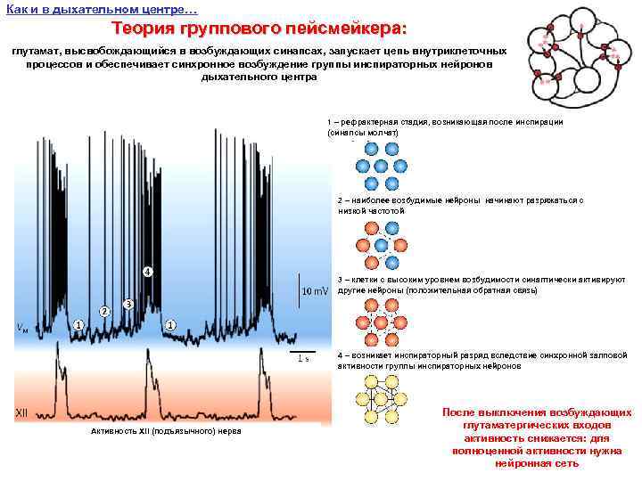 Как и в дыхательном центре… Теория группового пейсмейкера: глутамат, высвобождающийся в возбуждающих синапсах, запускает