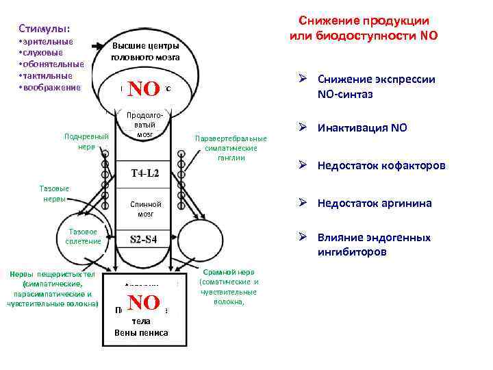 Снижение продукции или биодоступности NO Стимулы: • зрительные • слуховые • обонятельные • тактильные