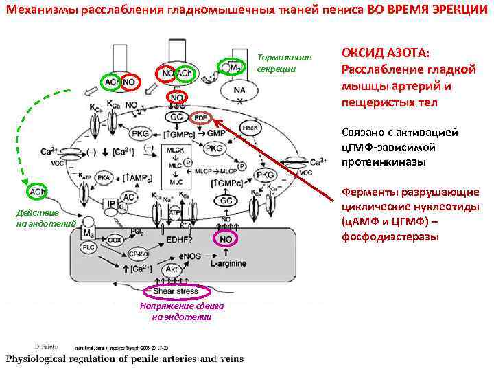 Механизмы расслабления гладкомышечных тканей пениса ВО ВРЕМЯ ЭРЕКЦИИ Торможение секреции ОКСИД АЗОТА: Расслабление гладкой