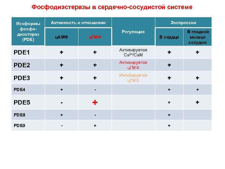 Фосфодиэстеразы в сердечно-сосудистой системе Изоформы фосфодиэстераз (PDE) Активность в отношении Экспрессия Регуляция В сердце