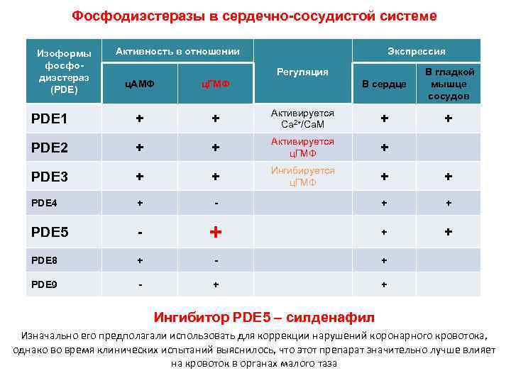 Фосфодиэстеразы в сердечно-сосудистой системе Изоформы фосфодиэстераз (PDE) Активность в отношении Экспрессия Регуляция В сердце