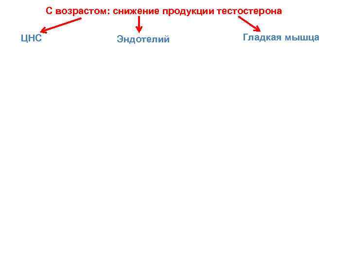 С возрастом: снижение продукции тестостерона ЦНС Эндотелий Гладкая мышца 