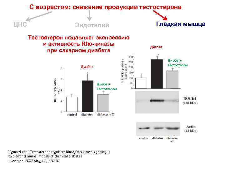 С возрастом: снижение продукции тестостерона ЦНС Эндотелий Тестостерон подавляет экспрессию и активность Rho-киназы при